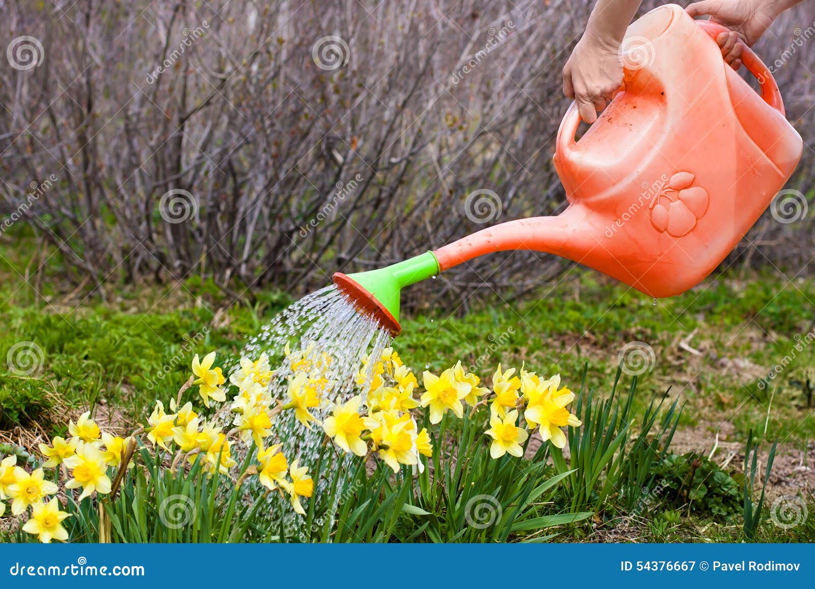 Watering the flowers stock image. Image of hand, lifestyle 54376667