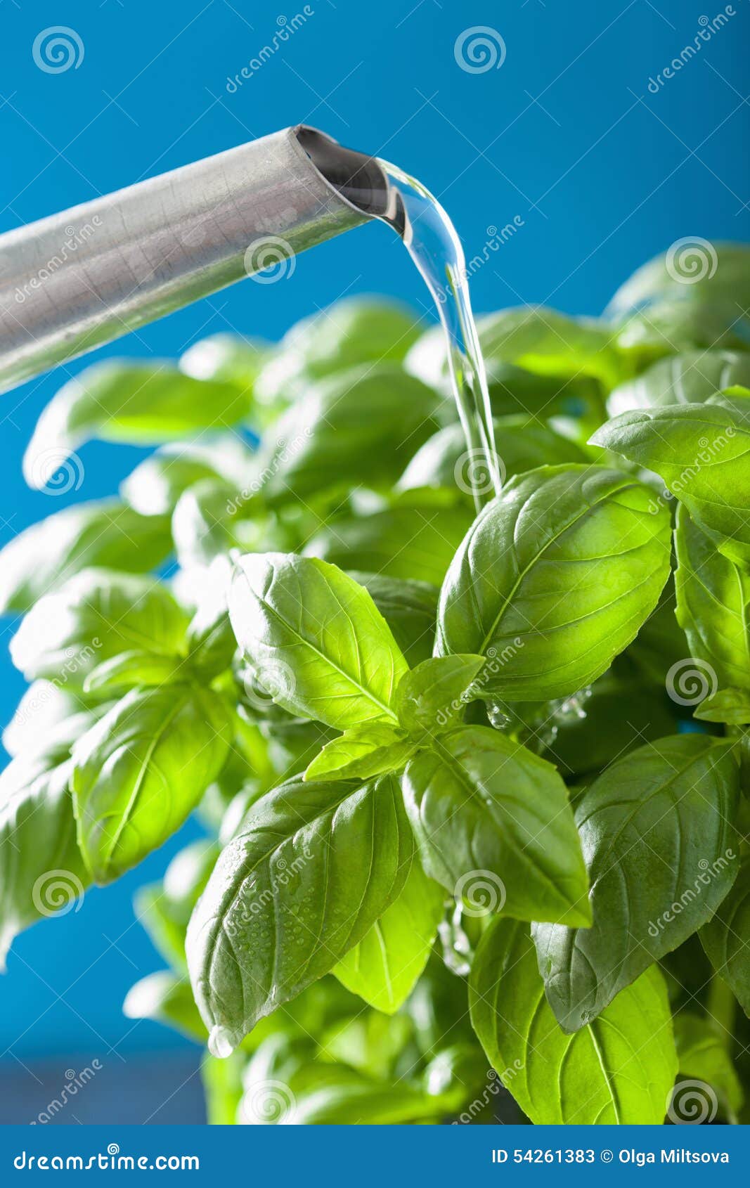 Watering Fresh Basil Leaves Herb Stock Image Image of scented