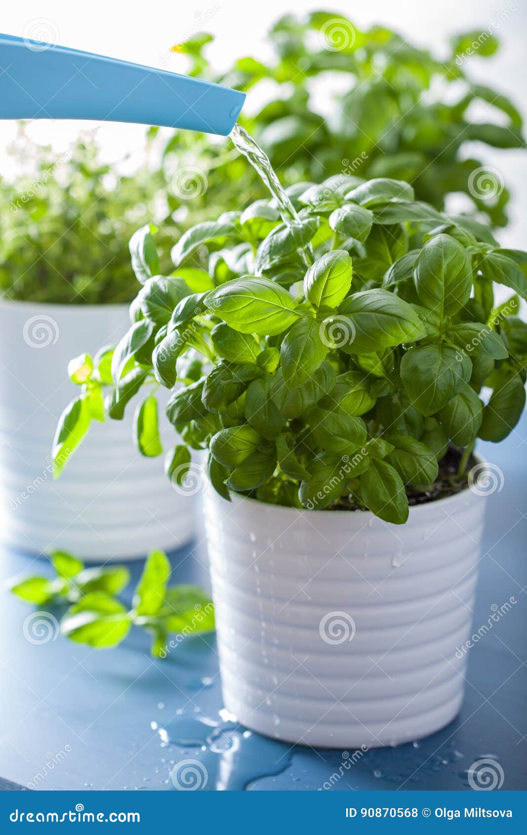 Watering Fresh Basil Leaves Herb Stock Photo Image of botanical