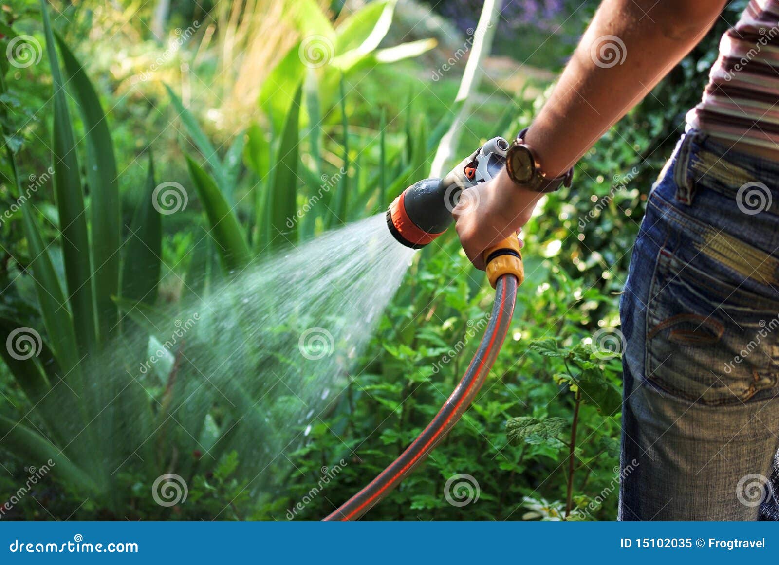 Watering garden stock image. Image of bush, nature, sprinkling 15102035