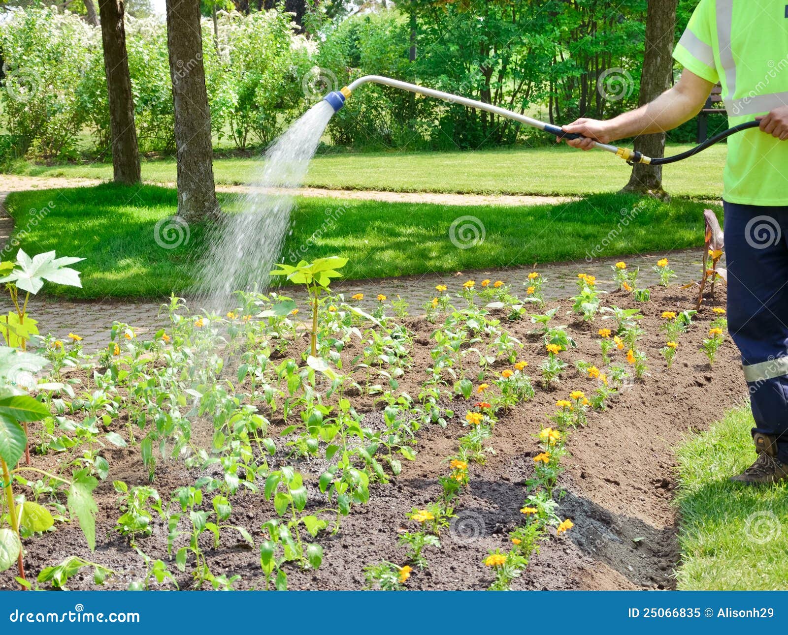 Watering the garden stock image. Image of landscaping 25066835