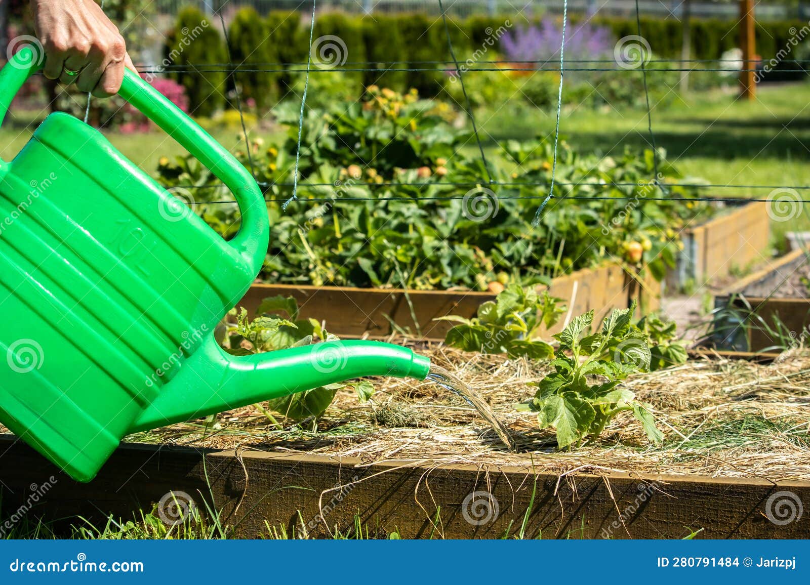 watering garden cucumbers with a watering can. gardening concept