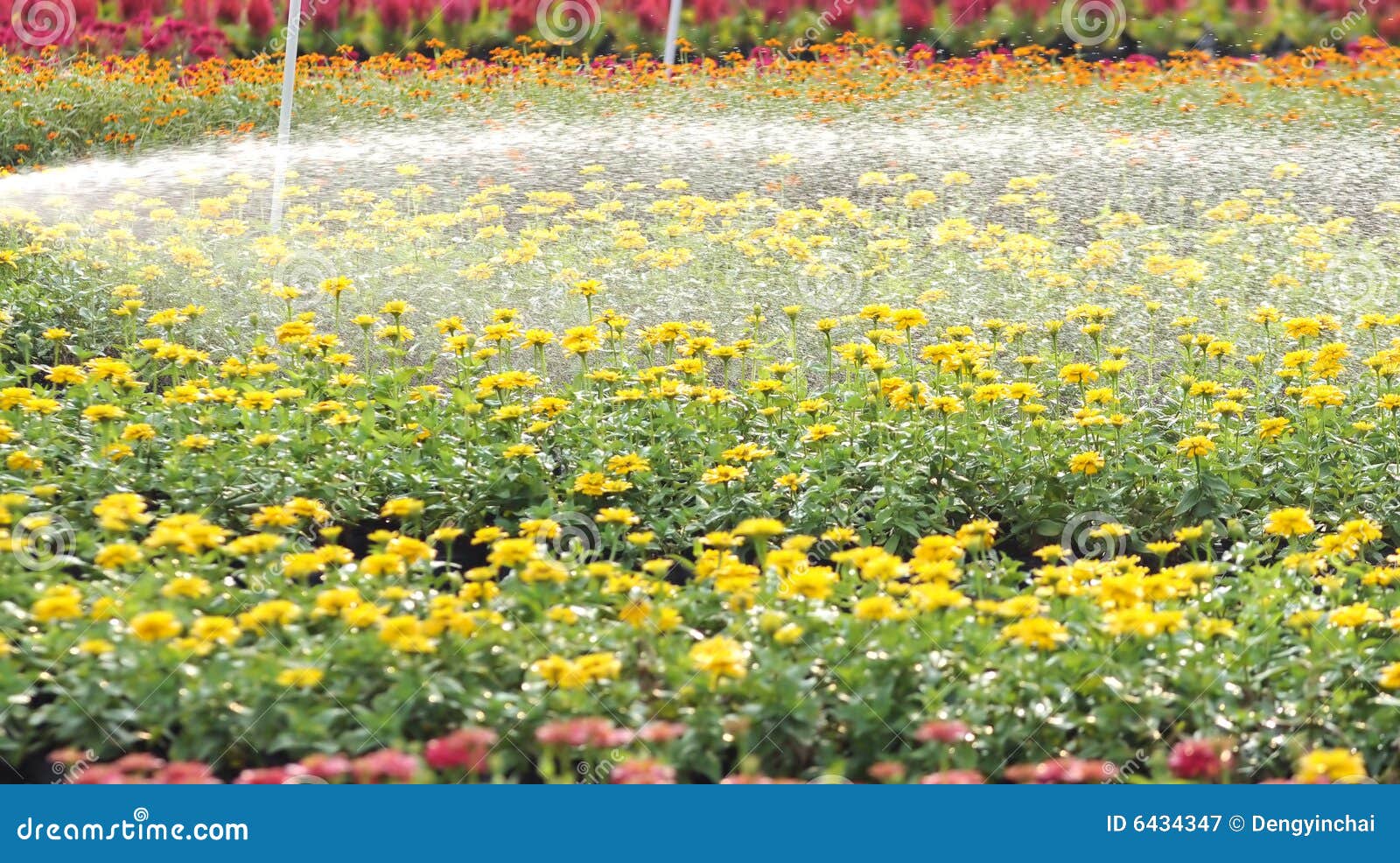 Watering the Garden Flowers Stock Image Image of flowers, field 6434347