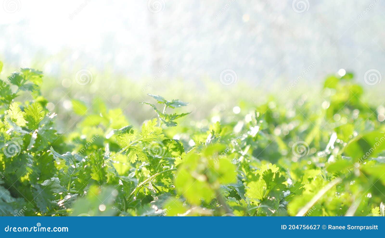 Watering the Green Coriander in the Backyard Vegetable Plot with