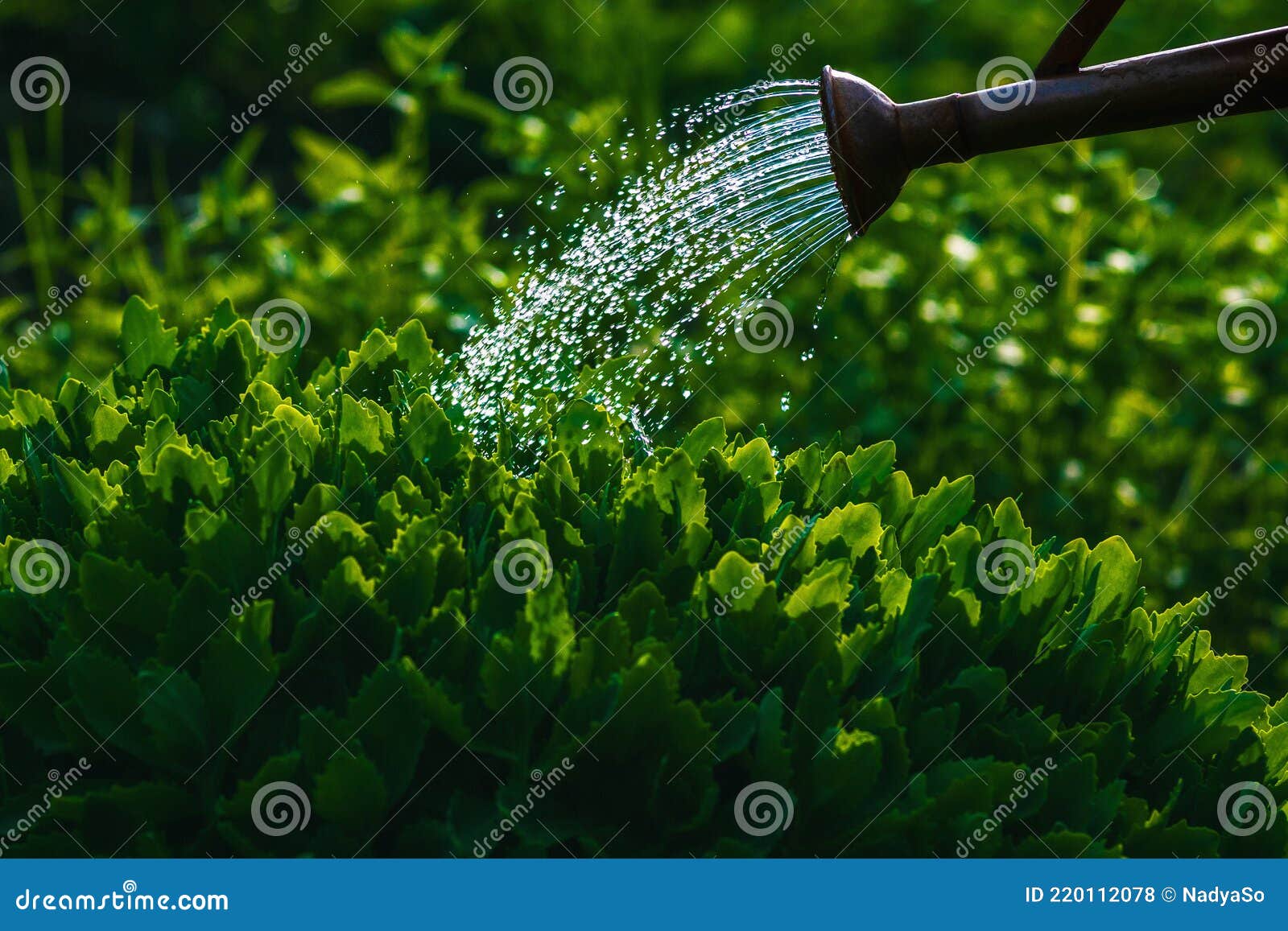Watering Green Plants in the Garden Stock Photo Image of grow, nature