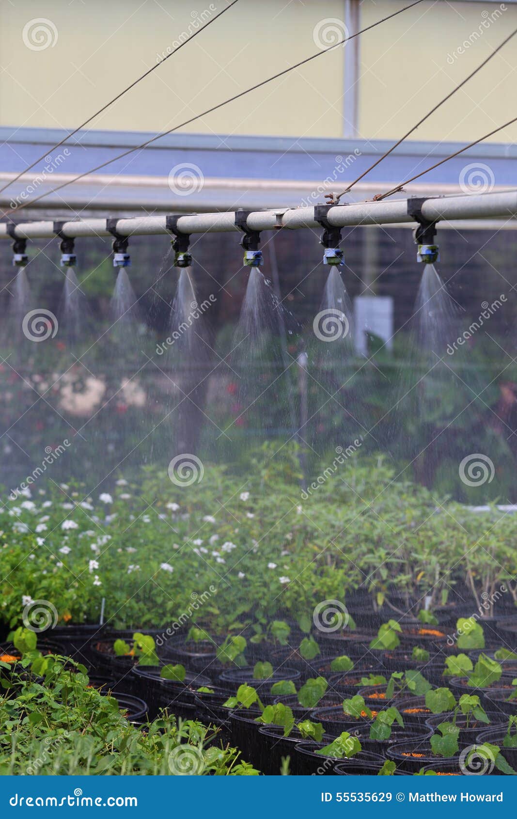 Watering Greenhouse stock image. Image of flowers, agriculture 55535629