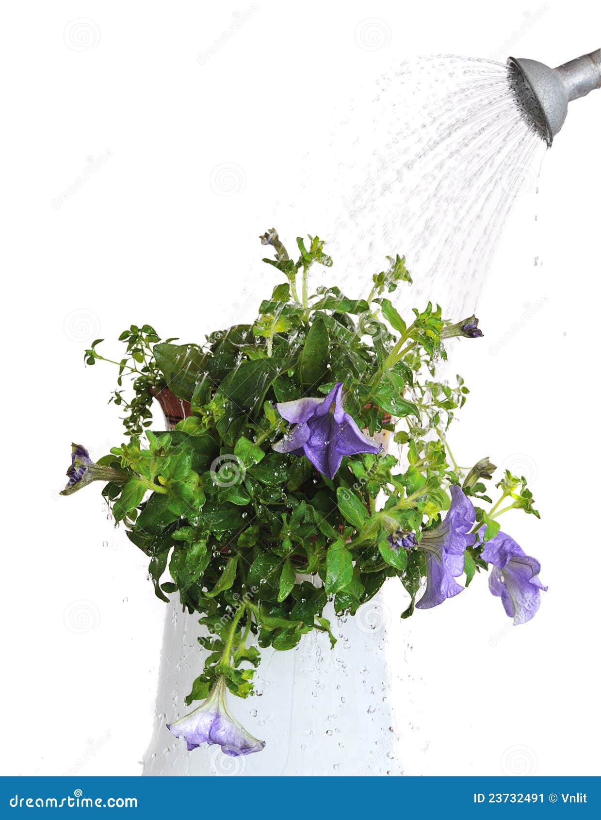 Watering house plants stock image. Image of growth, nature 23732491