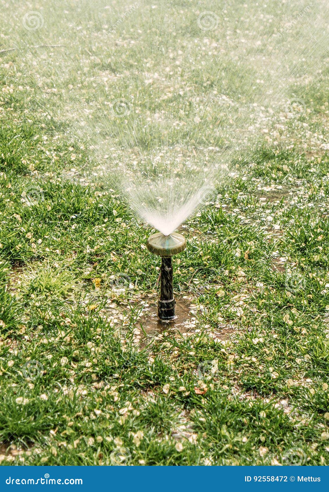 Watering of Lawn. Automatic Yard Sprinkler, Backyard Irrigation. Stock