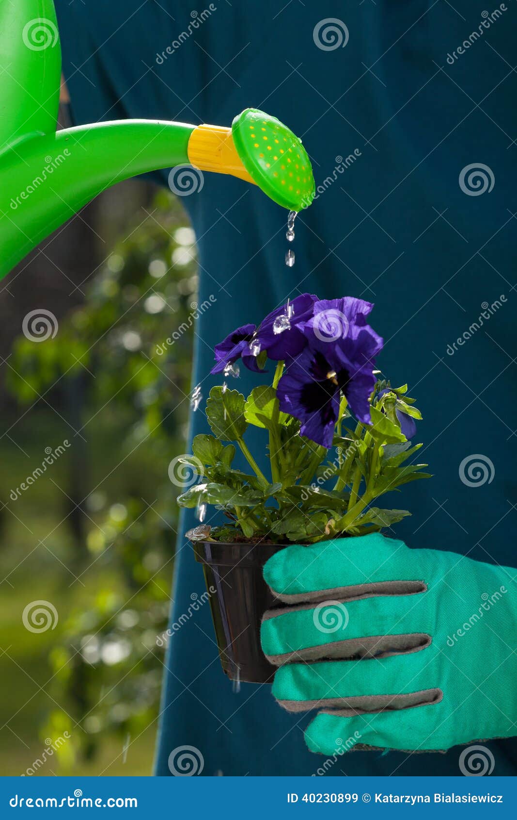 Watering pansy flower stock image. Image of nature, blossom 40230899
