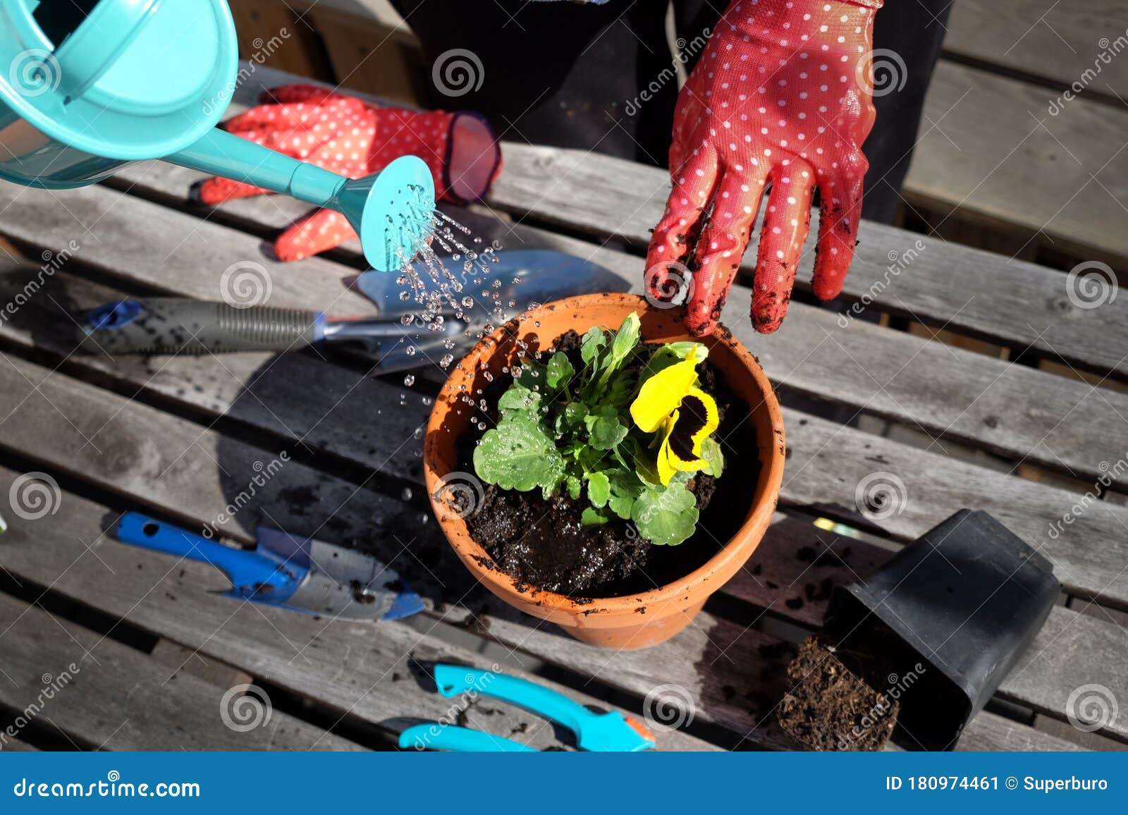Watering Pansy Flower with Water Can on the Table with Garden Tools