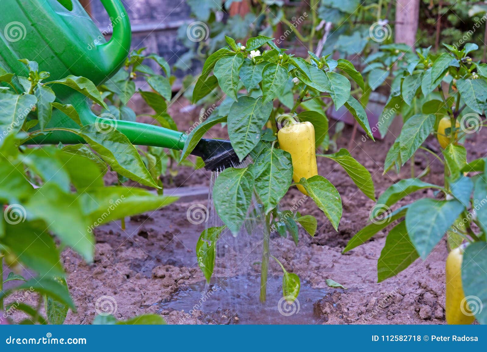 Watering Peppers in the Garden and Wateringcan Stock Photo Image of