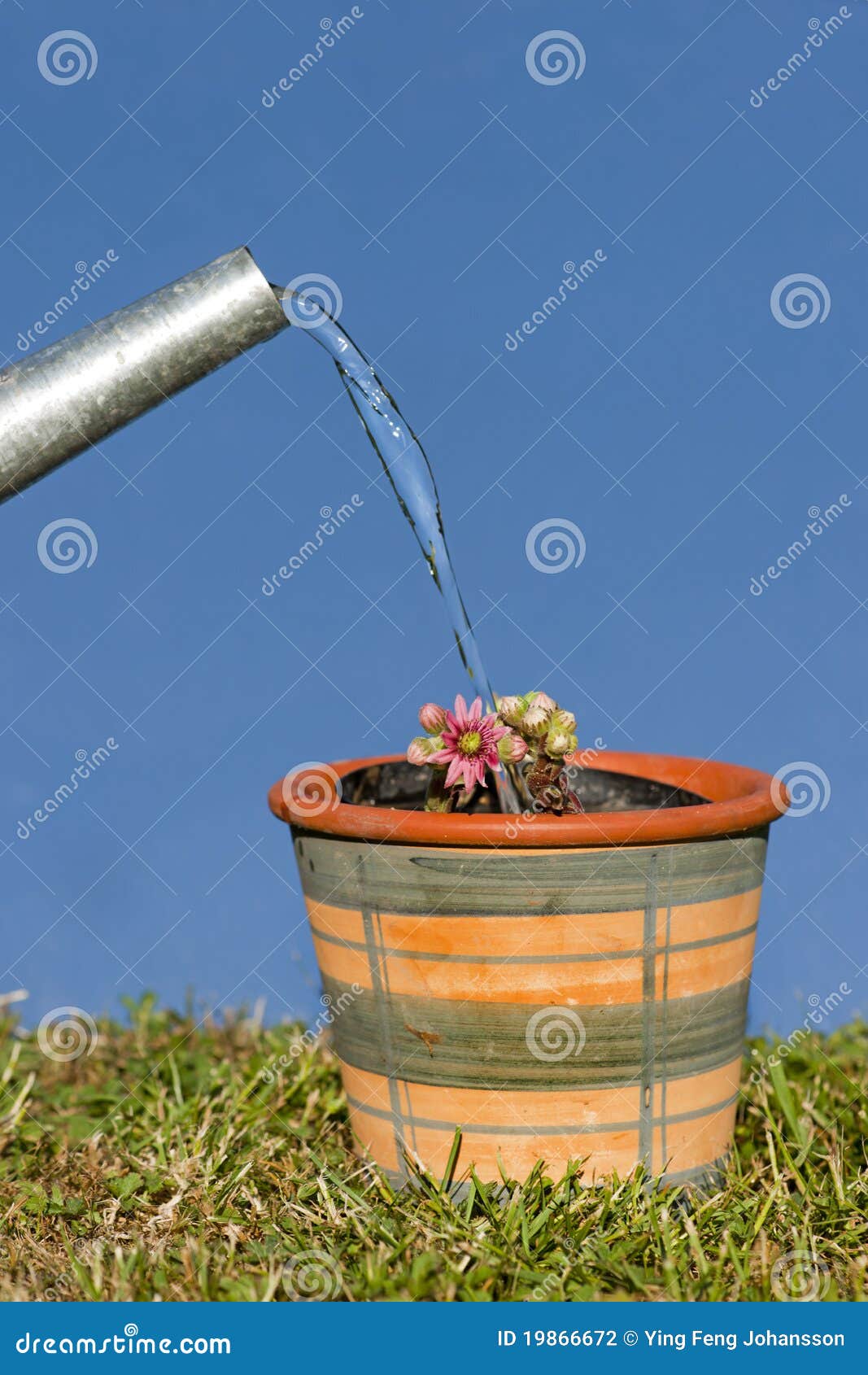 Watering a plant stock photo. Image of plant, green, fresh 19866672