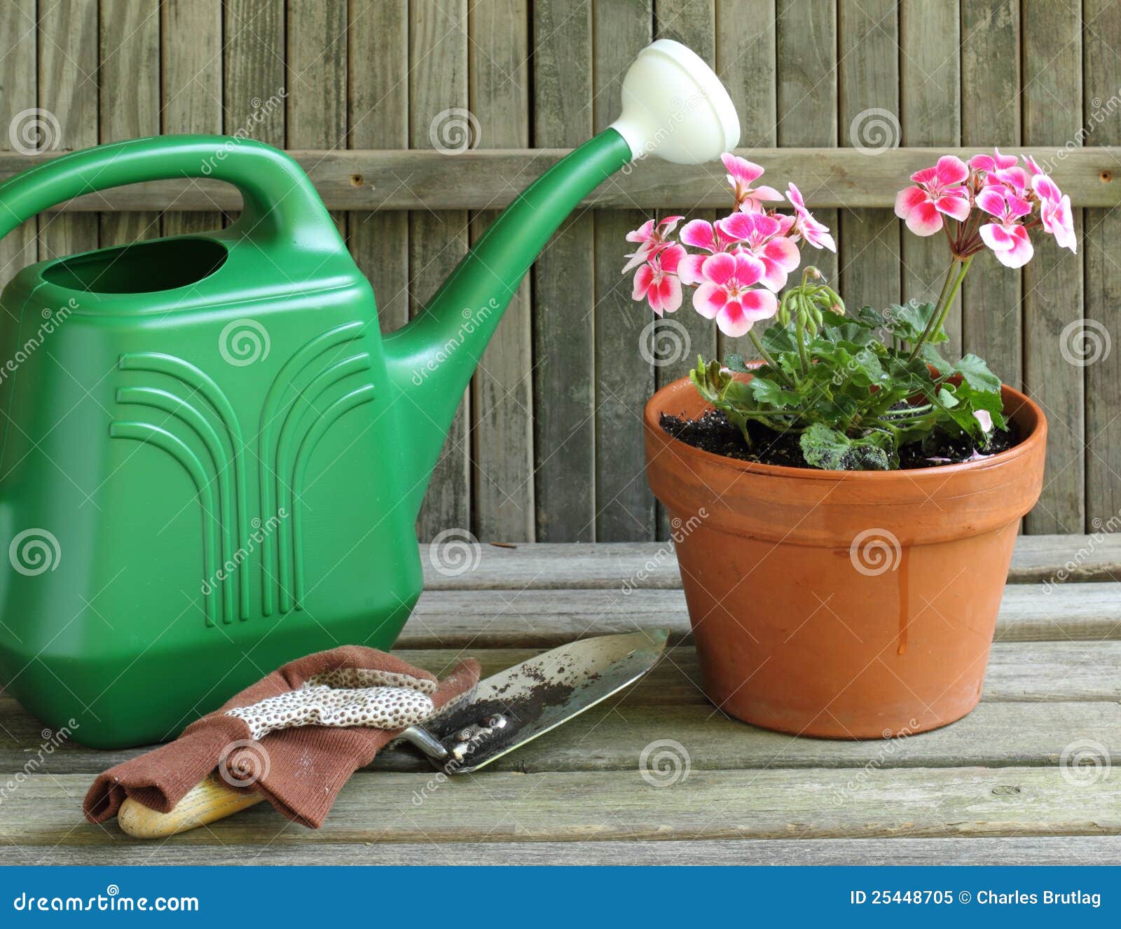 Watering a Plant stock image. Image of shovel, garden 25448705