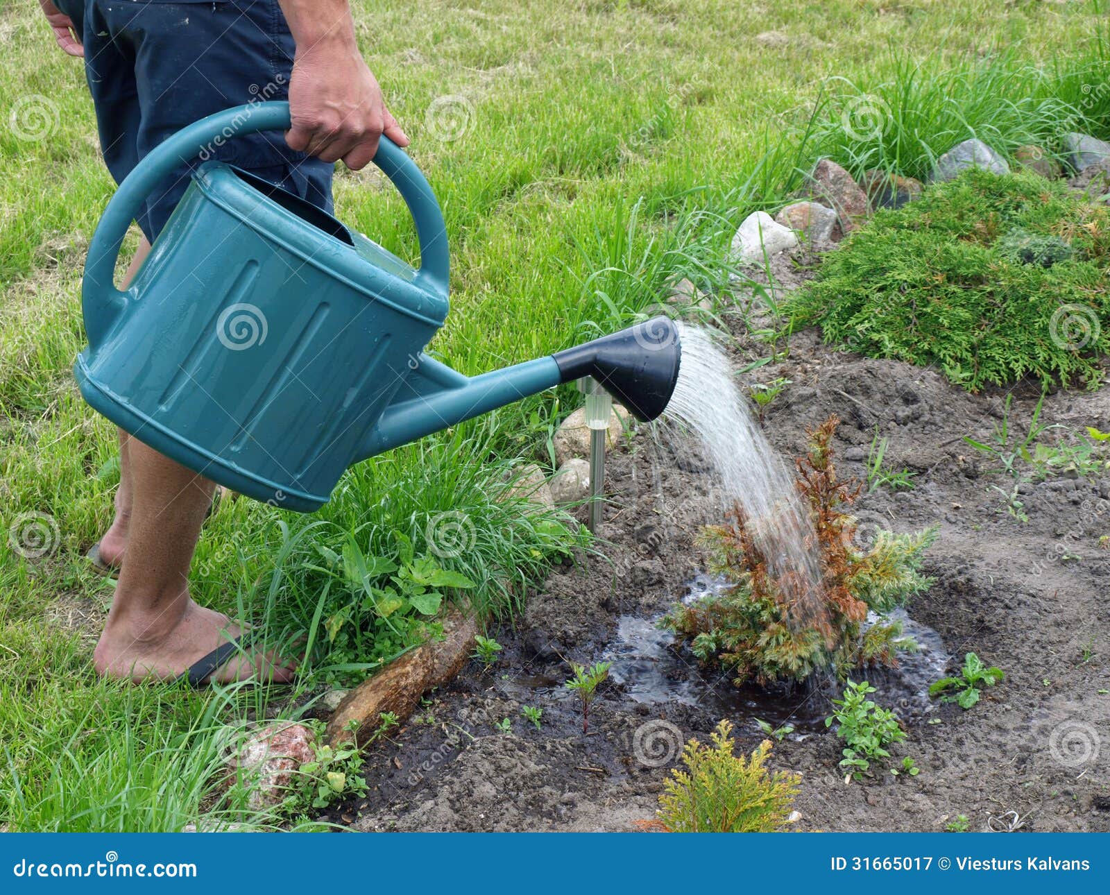 Watering plant stock image. Image of soil, sprinkle, grow 31665017