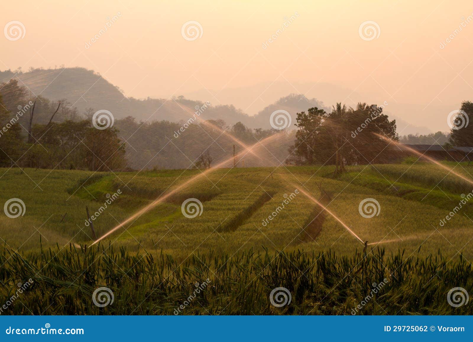 Watering Rice Field stock photo. Image of crop, scene 29725062