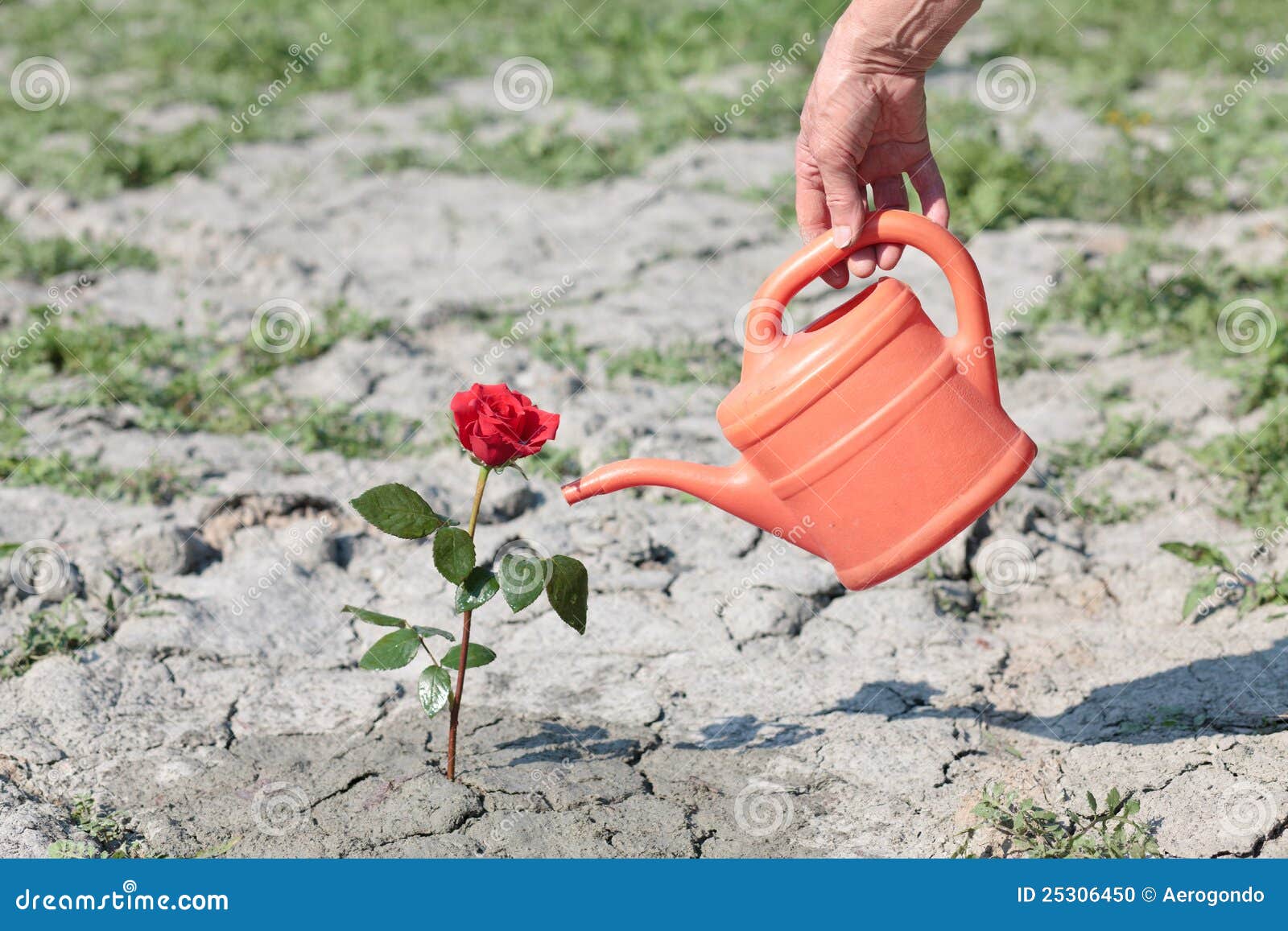 Watering a rose stock photo. Image of leaf, blossom, arid 25306450