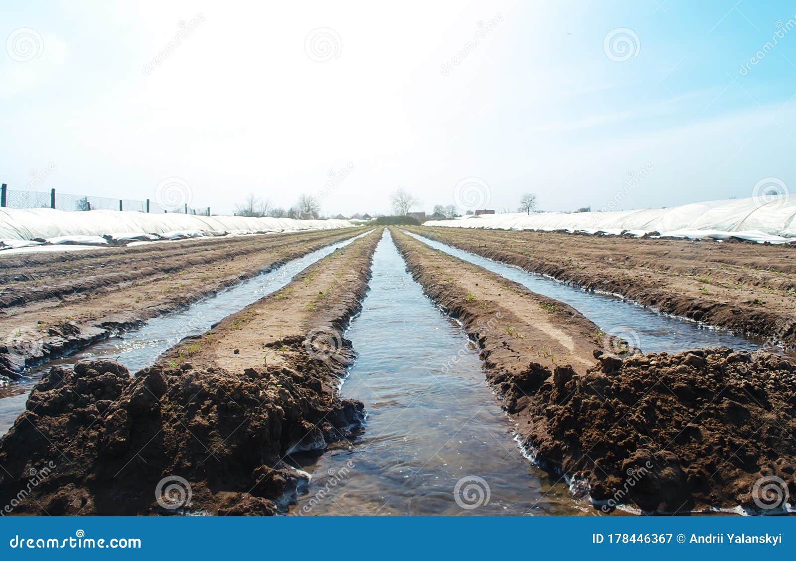 watering rows of carrot plantations in an open way. heavy copious irrigation after sowing seeds. moisturize soil and stimulate