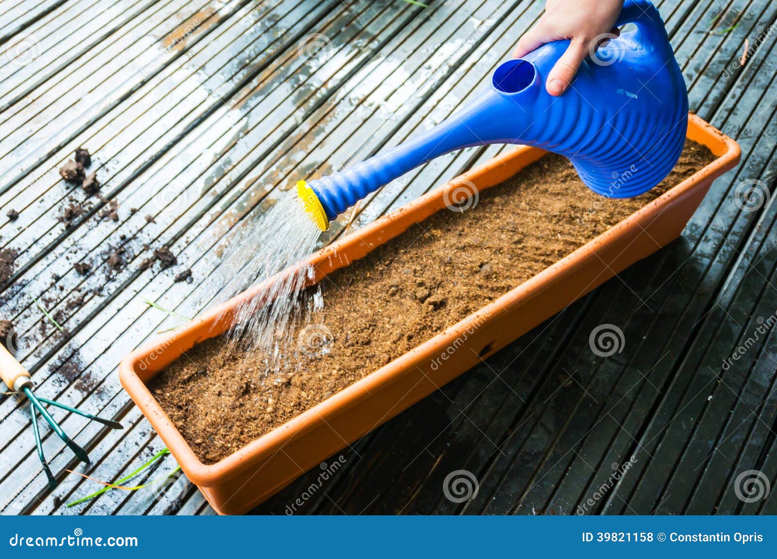 Watering seeds stock photo. Image of cultivation, healthy 39821158