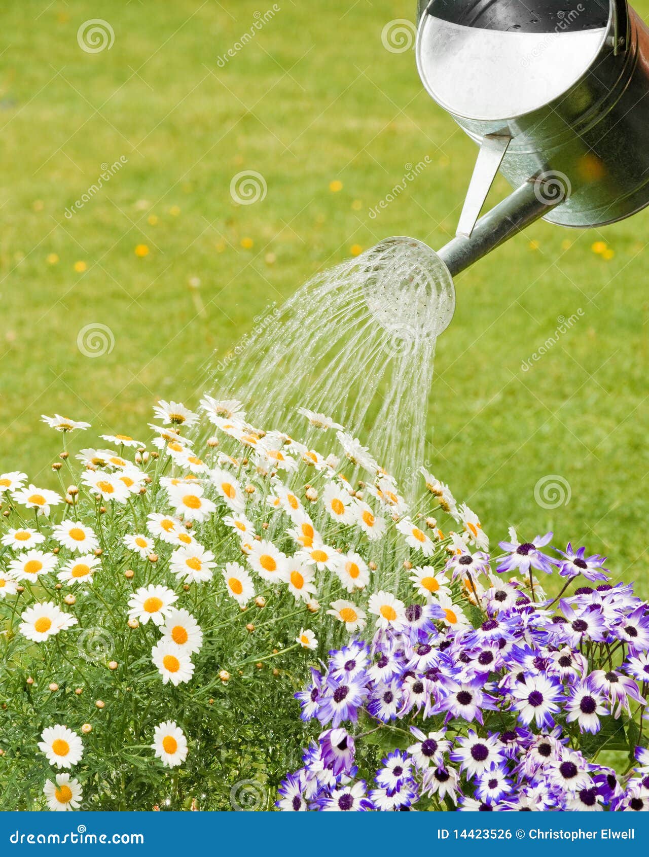 Flowers Water Daily at Cassandra Marchant blog
