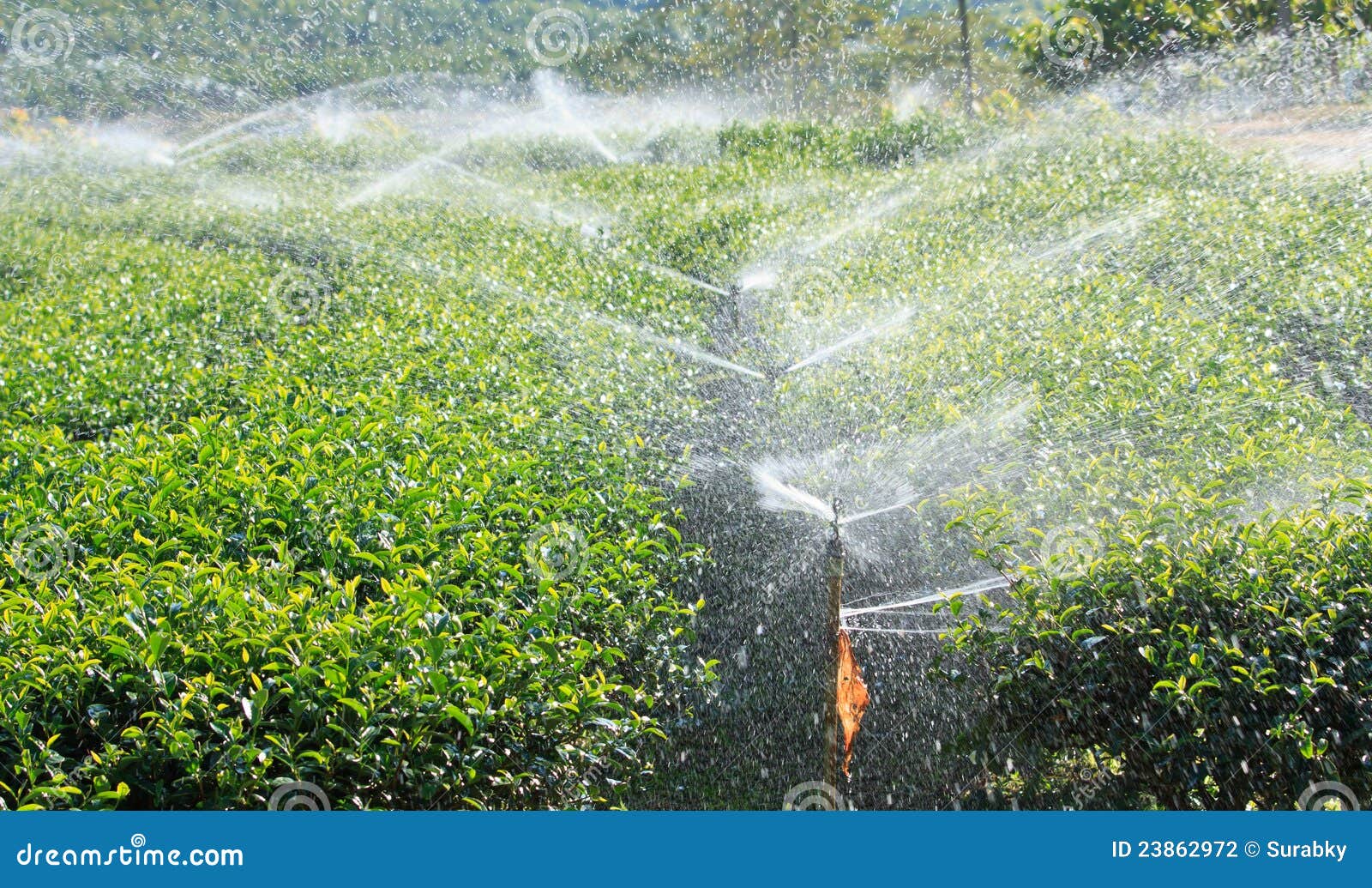 Watering in tea garden stock photo. Image of plant, growth 23862972