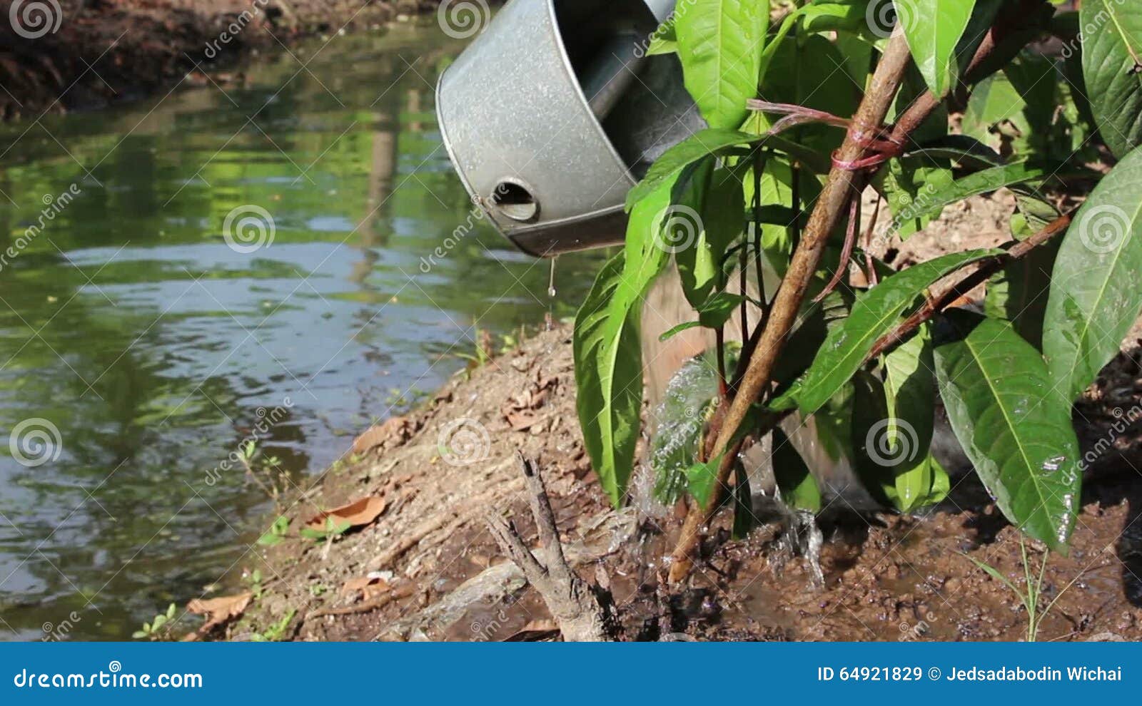 Watering Tree with Watering Pot Stock Video Video of summer, outdoor