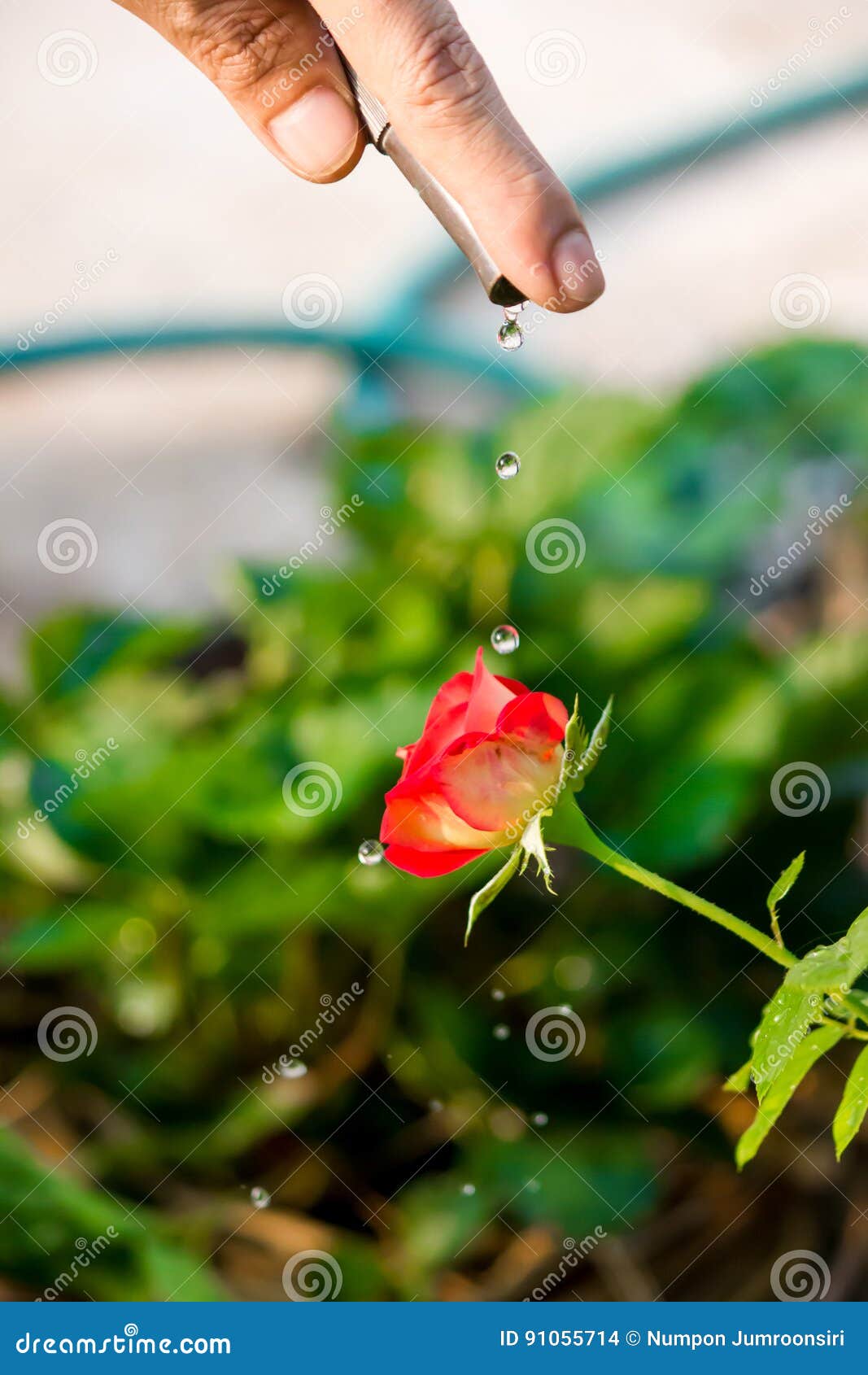 Watering the Trees Pumping through Rubber Tube. Stock Photo Image of agriculture, growth 91055714