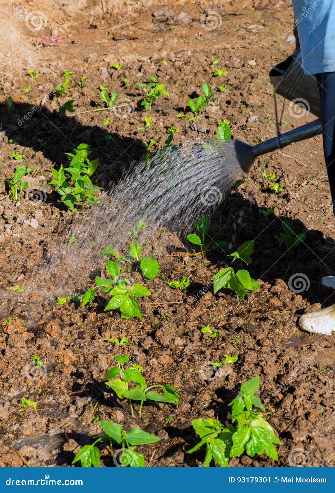 Watering the Vegetable Garden Stock Image Image of nature, spring
