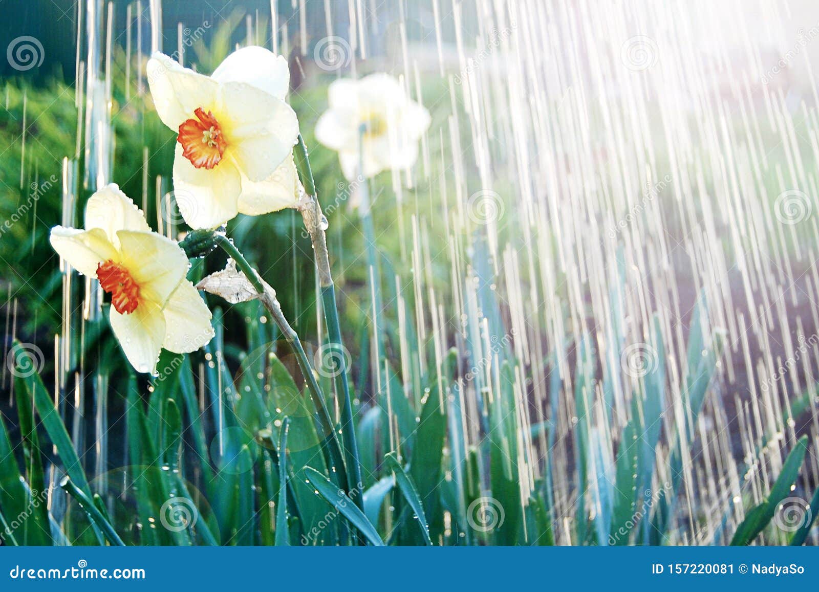 Watering beutiful flowers dafodills, sunburst and pouring water. April showers