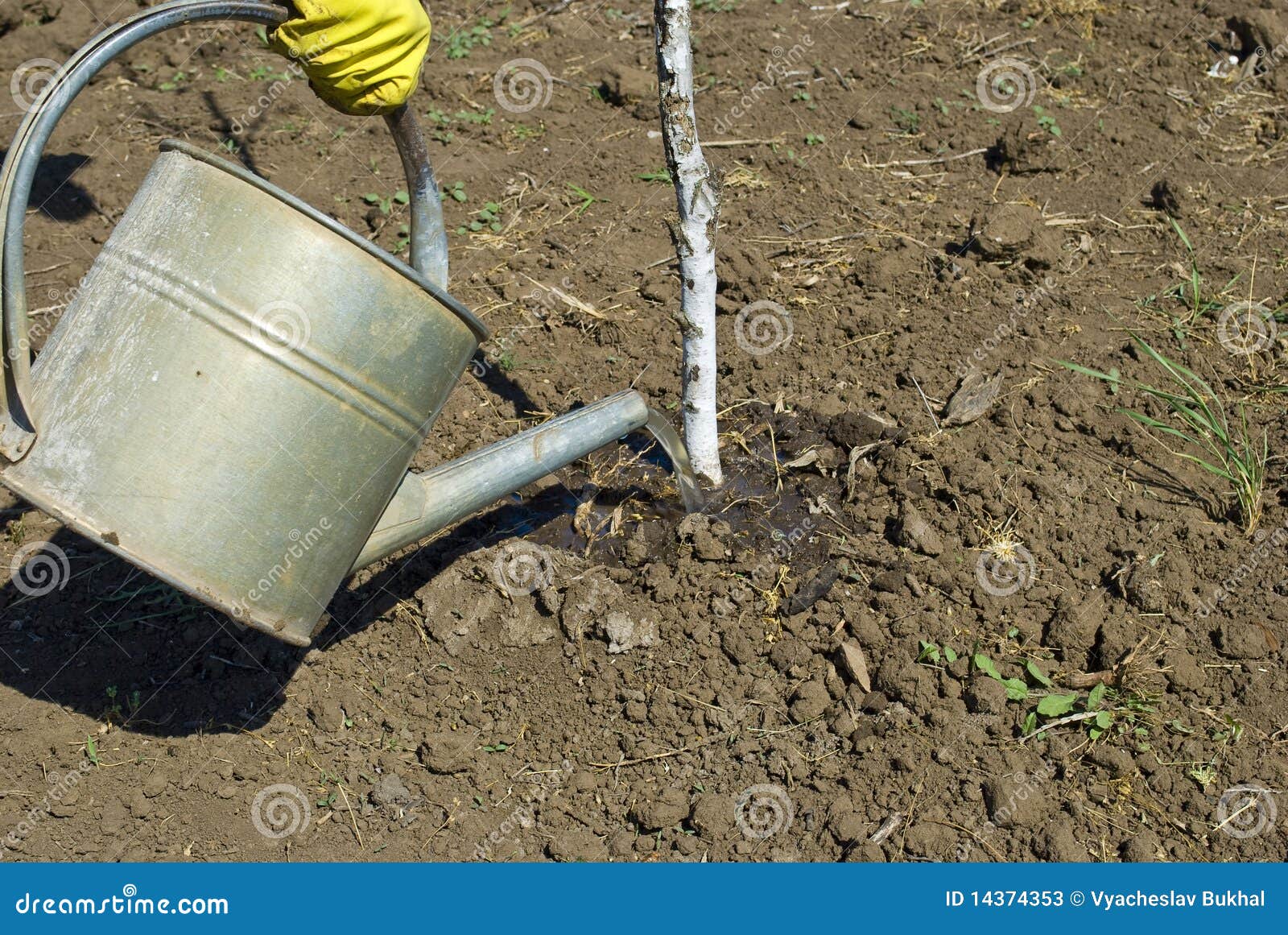 Watering of young birch stock image. Image of hands, agronomy 14374353