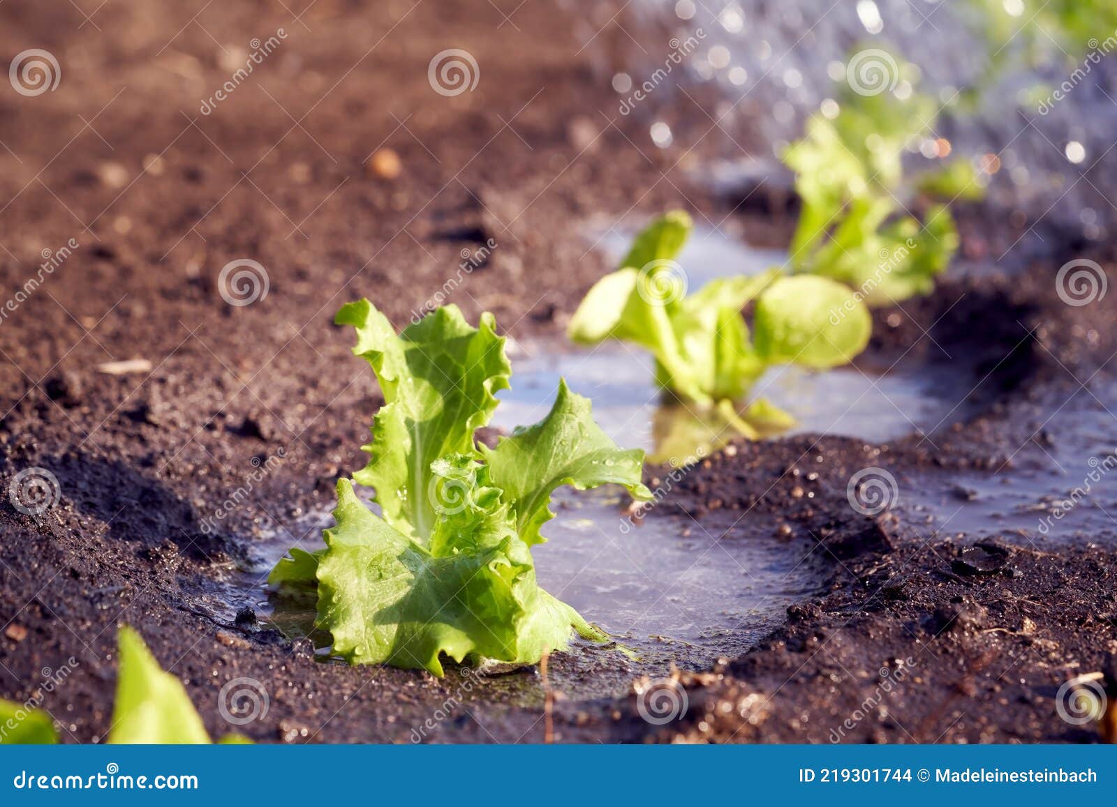 Watering Young Lettuce Seedlings in Soil in a Garden Stock Photo Image of organic, dirt 219301744