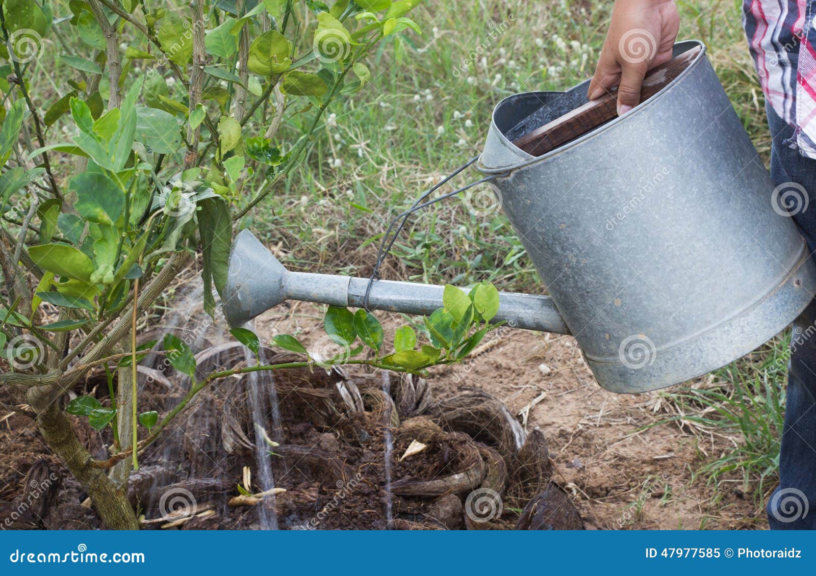 Watering Young Thuja Plant by Watering Can Stock Image Image of thuja