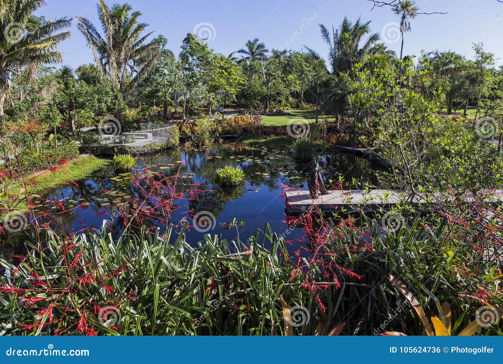 waterlilies in a botanical garden, in naples, florida, usa