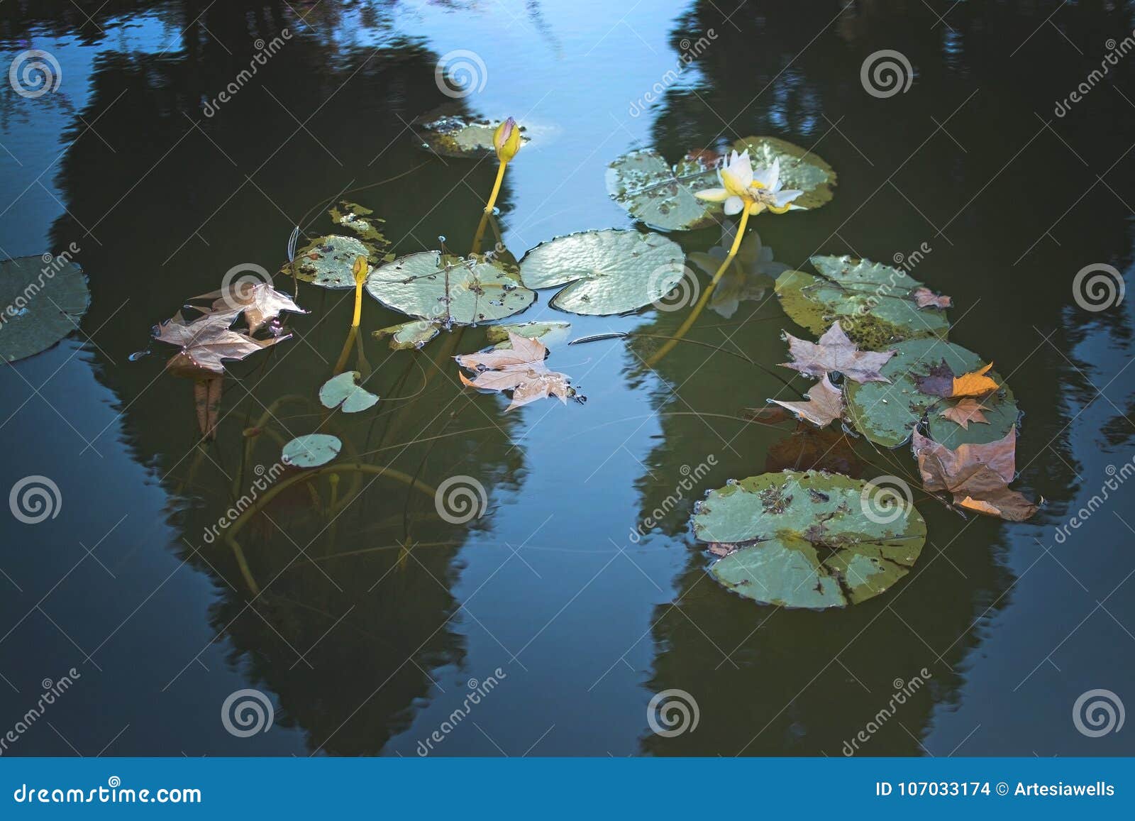 waterlilies and leaves in murky pond