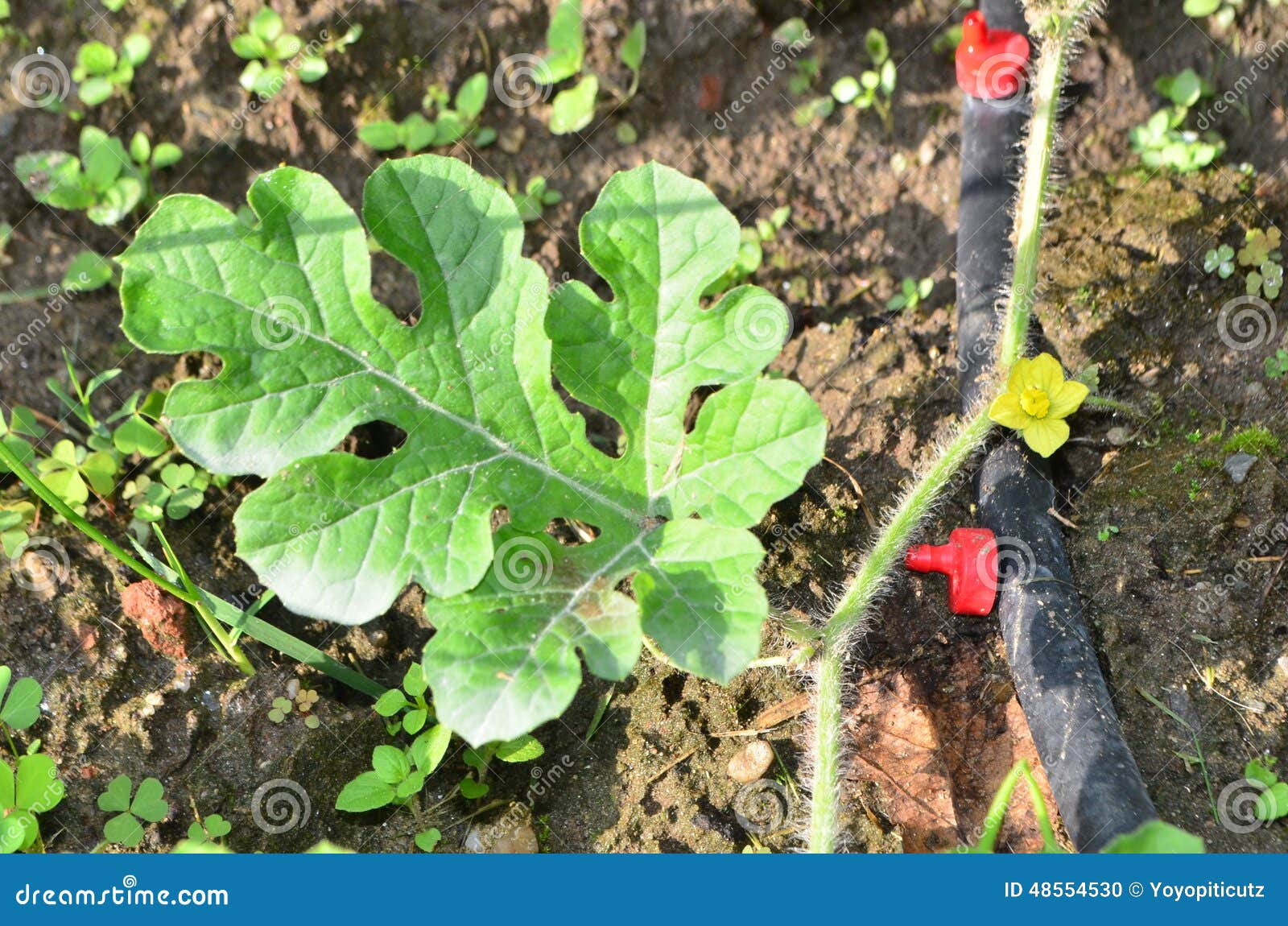 Watermelon Crop with Irigation Hose Stock Photo Image of leaf