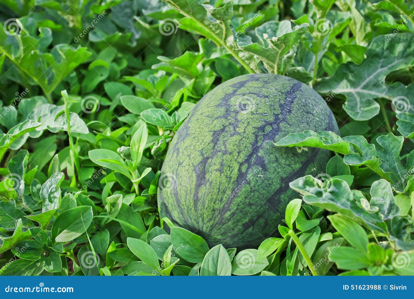 Watermelon cultivation. stock photo. Image of crop, melon 51623988