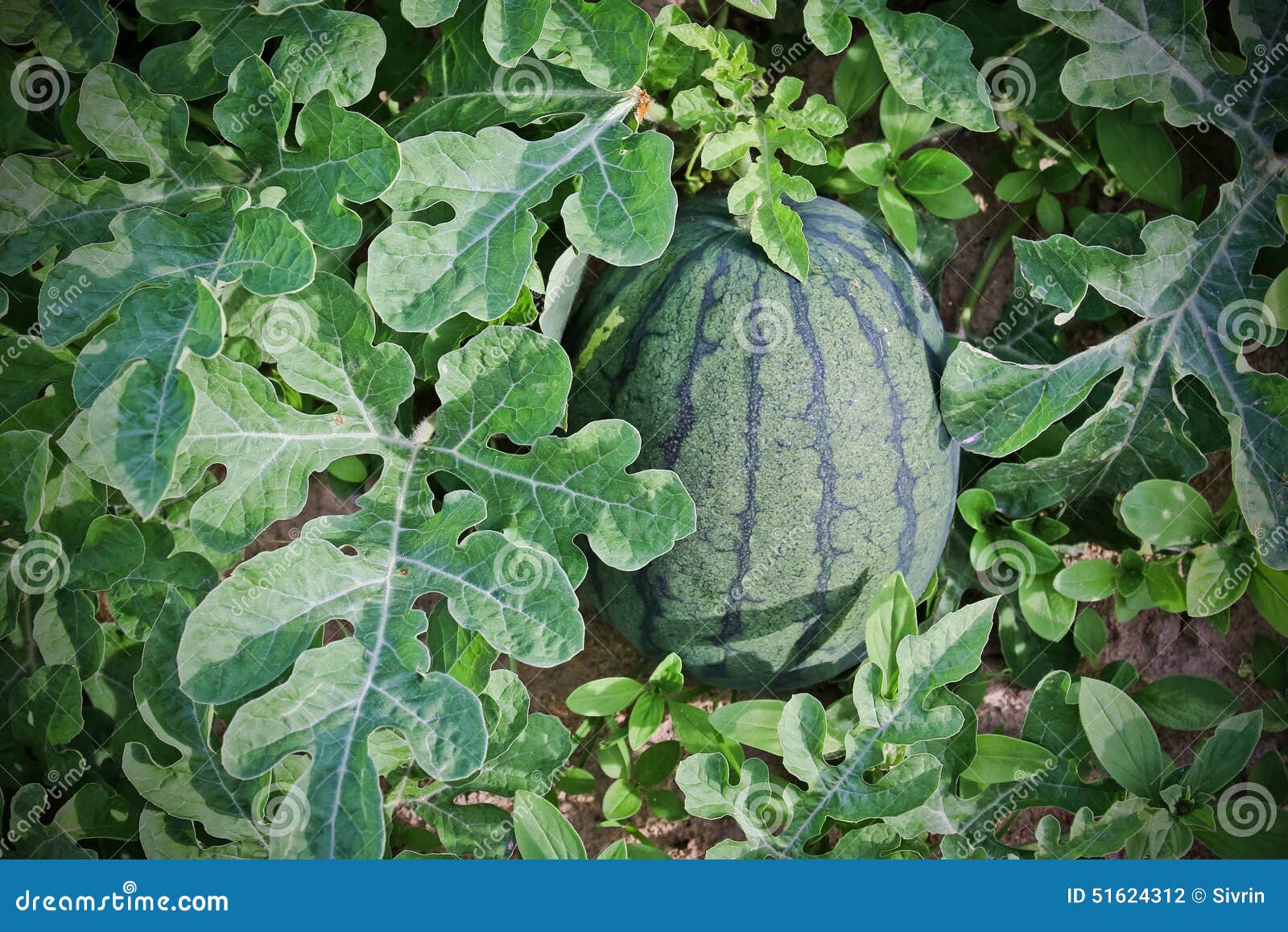 Watermelon cultivation. stock photo. Image of watermelon 51624312