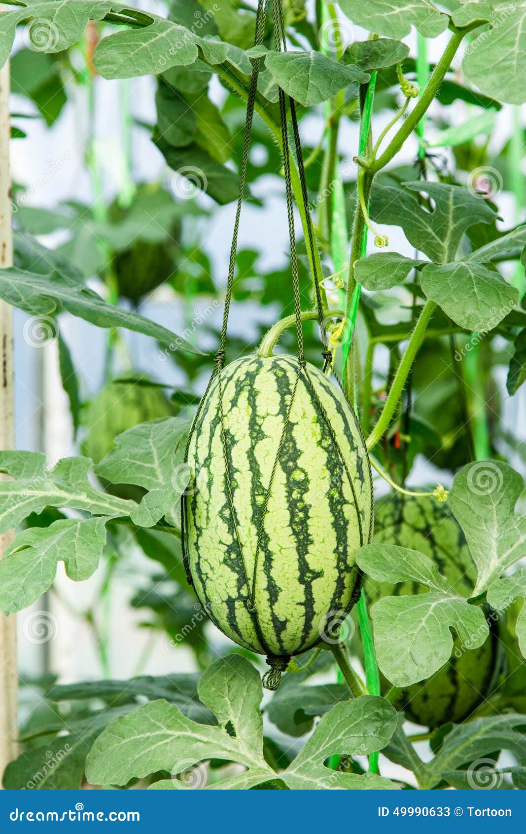 Watermelon on Field in Greenhouse. Stock Image Image of garden, fruit