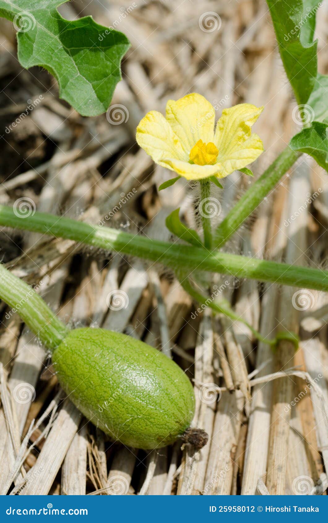 Watermelon flower stock photo. Image of watermelon, early 25958012