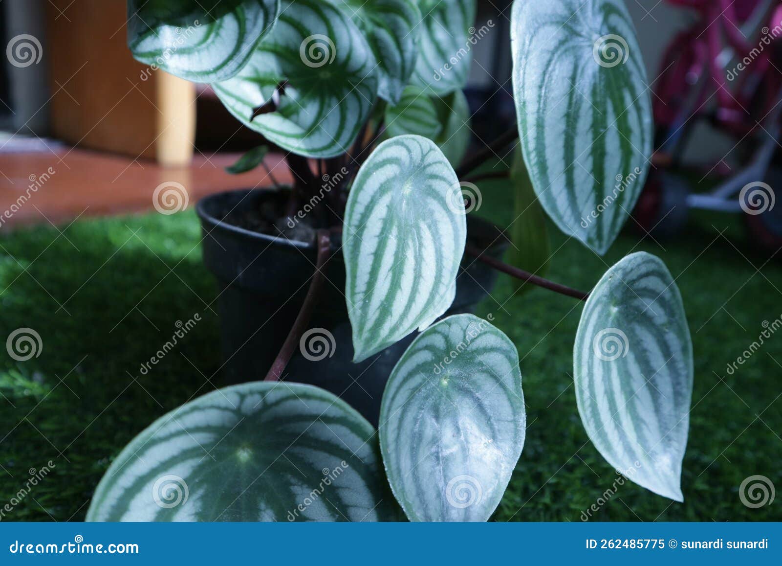 Watermelon Flower in a Pot that Has a Beautiful Shape Stock Image