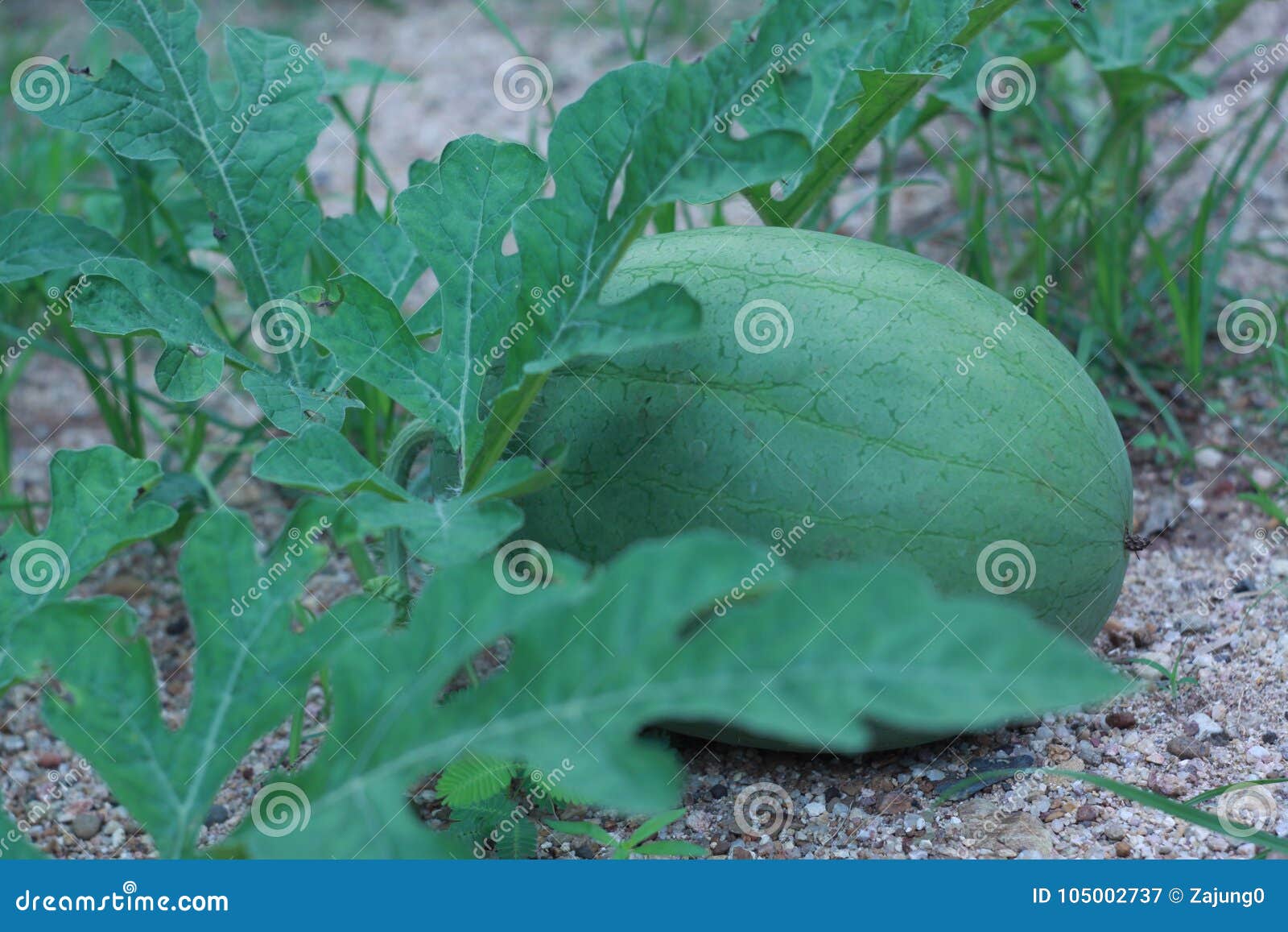 Watermelon stock image. Image of green, watermelon, wallpaper 105002737