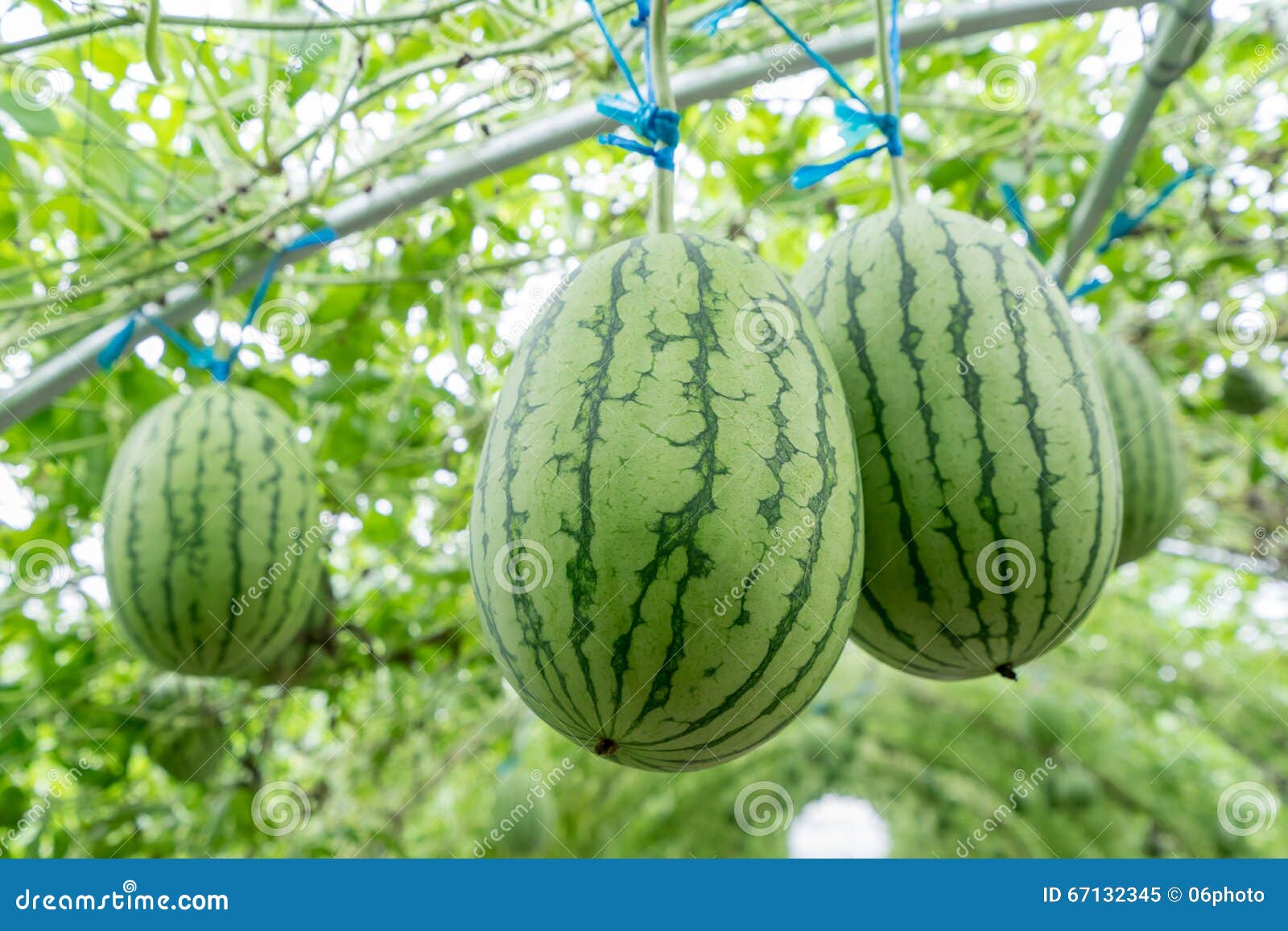 Watermelon in greenhouse stock image. Image of nature 67132345