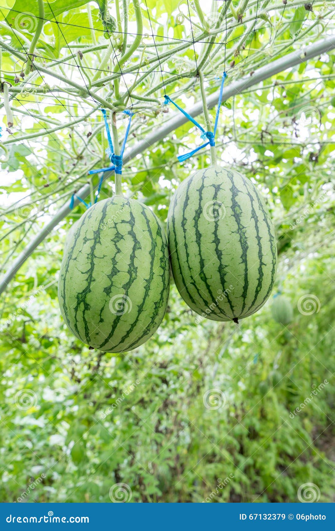 Watermelon in greenhouse stock image. Image of closeup 67132379