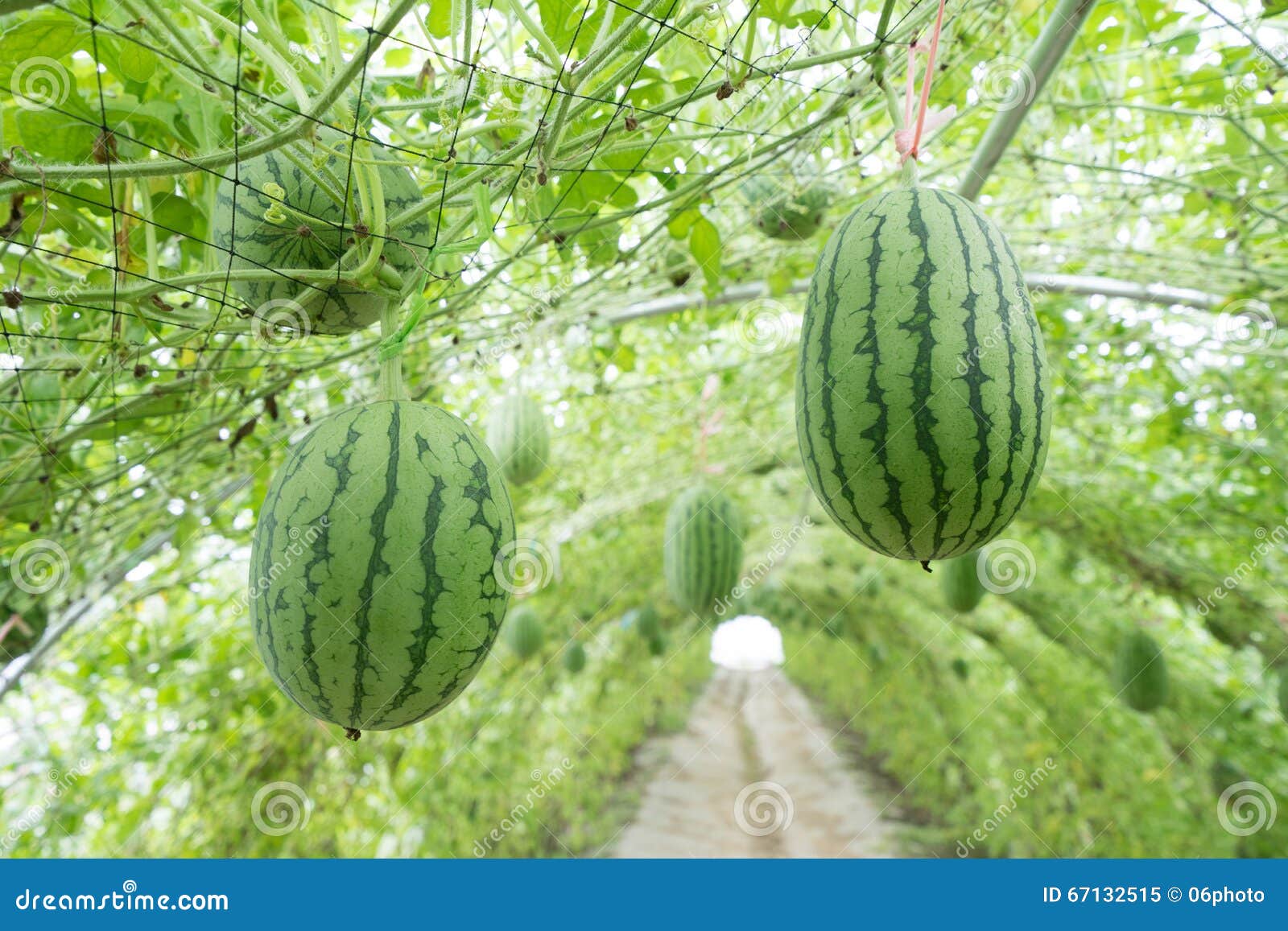 Watermelon in greenhouse stock image. Image of hang, leaf 67132515