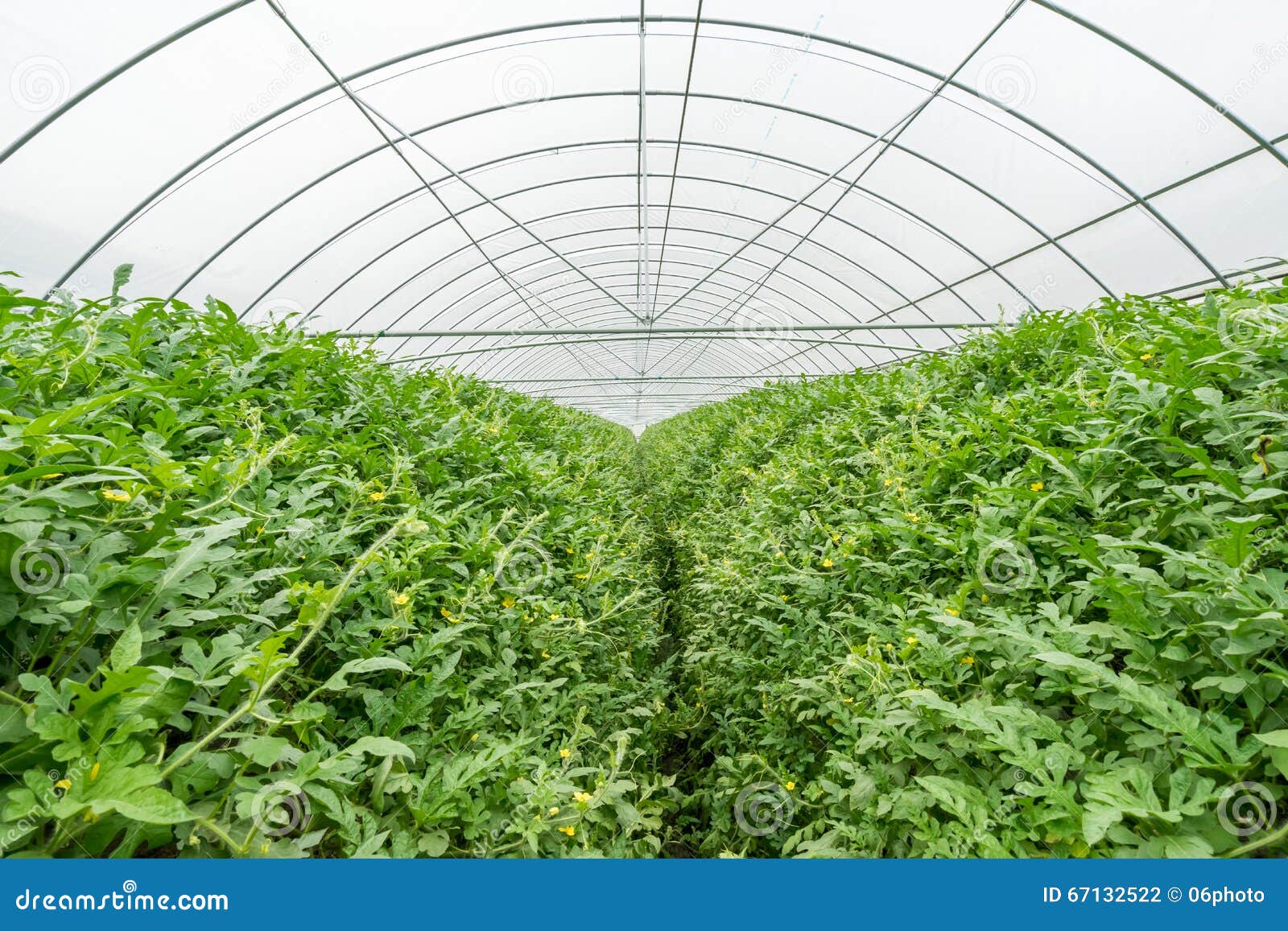 Watermelon in greenhouse stock photo. Image of gardening 67132522