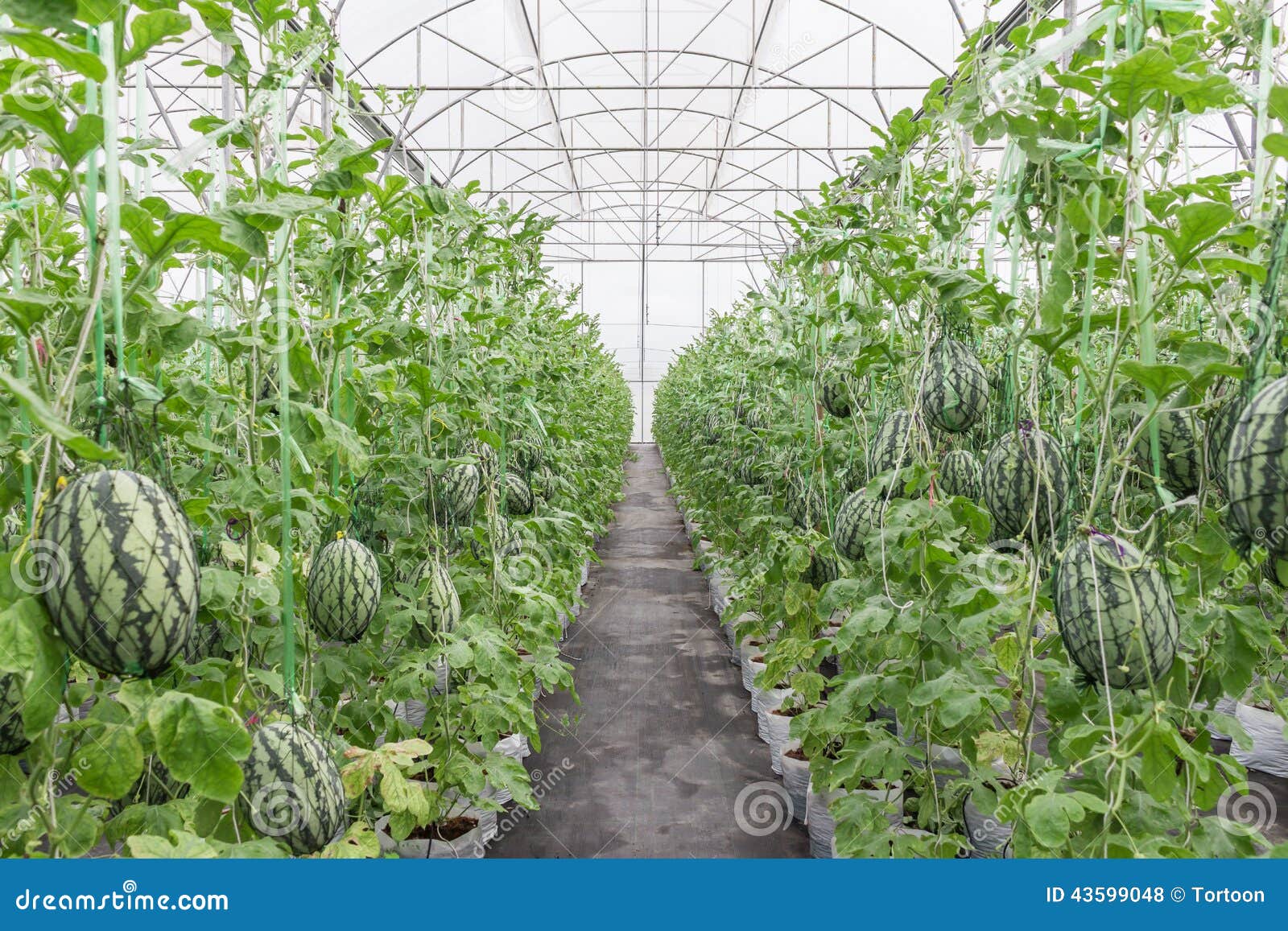 Watermelon in greenhouse stock photo. Image of leaf, outdoor 43599048