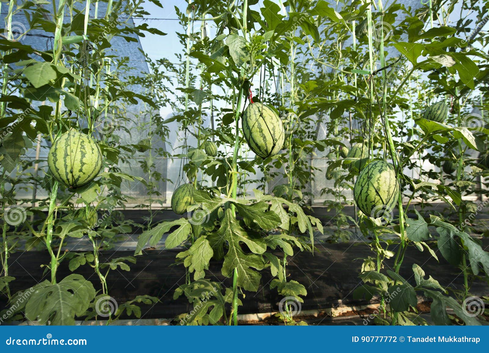Watermelon in greenhouse stock photo. Image of countryside 90777772