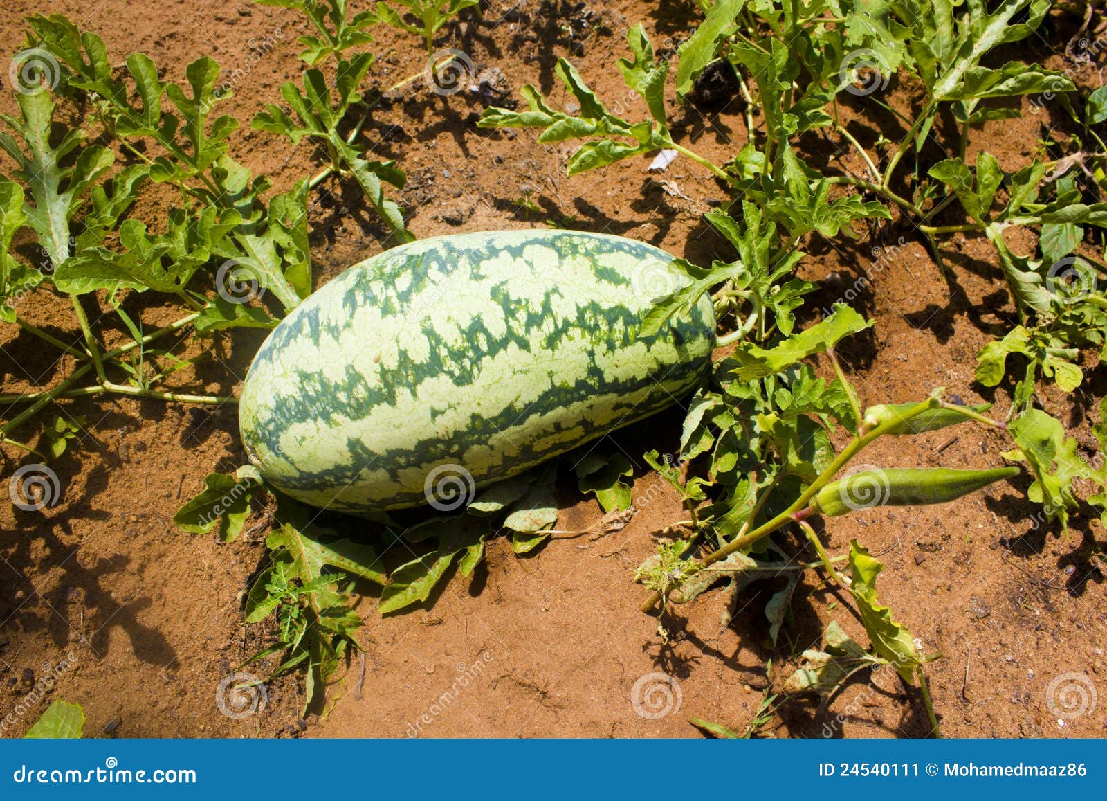 Watermelon On The Ground Stock Image Image 24540111
