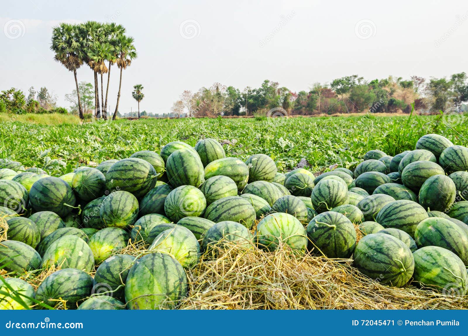 Watermelon Group in farm. stock image. Image of garden - 72045471