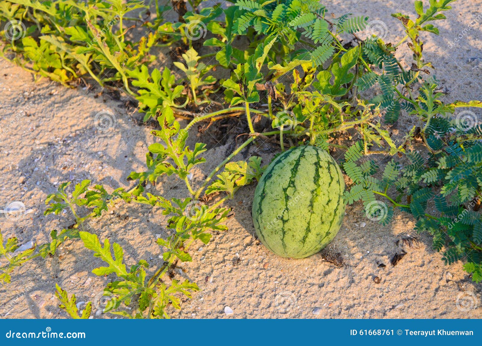 Watermelon Growing on the Beach in Fine Clear Weather . Stock Image