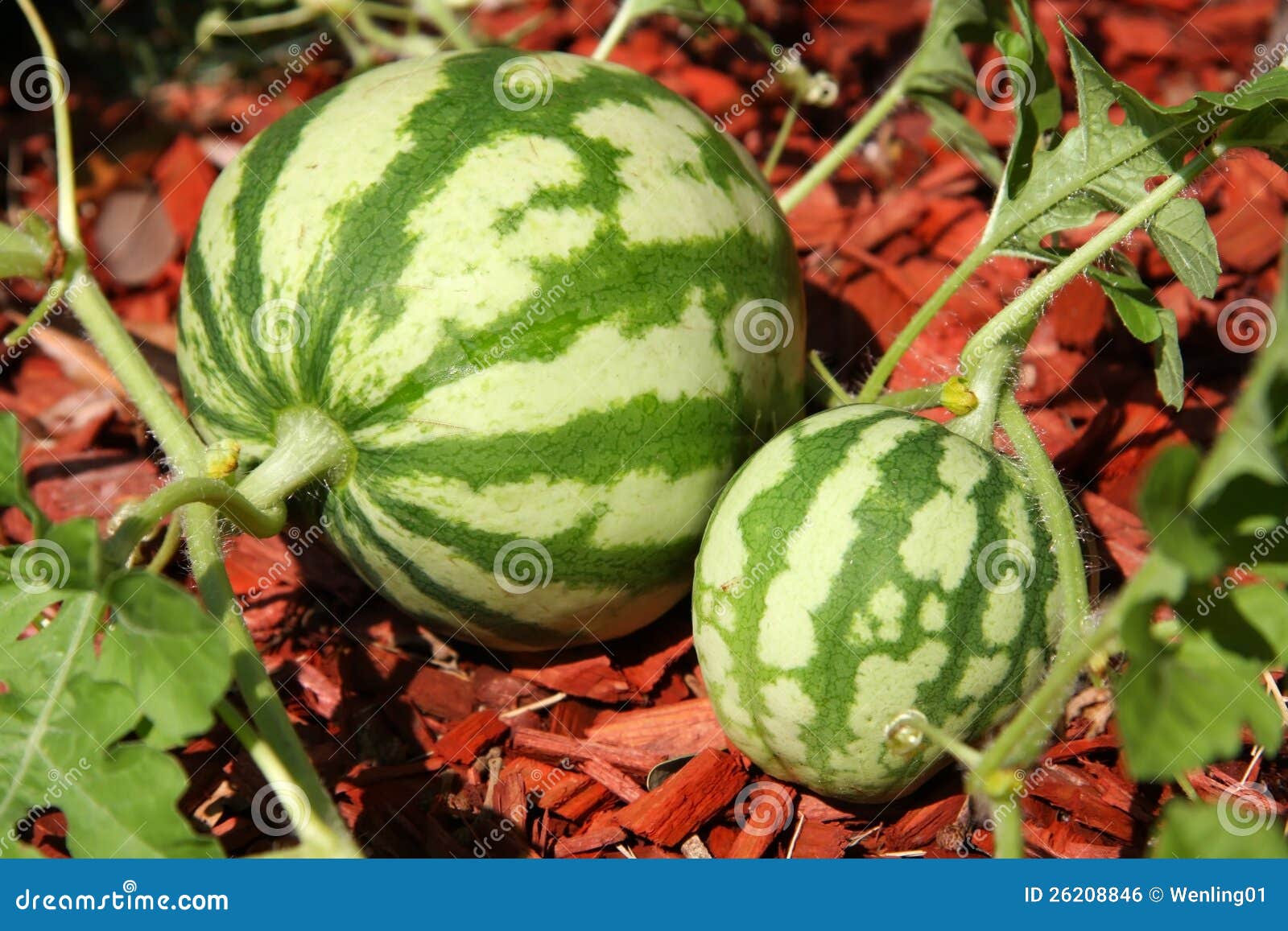 growing watermelon home garden
